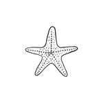 etoile-mer